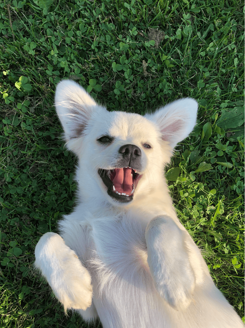 Best Peterborough Locations for You and Your&nbsp;Pup